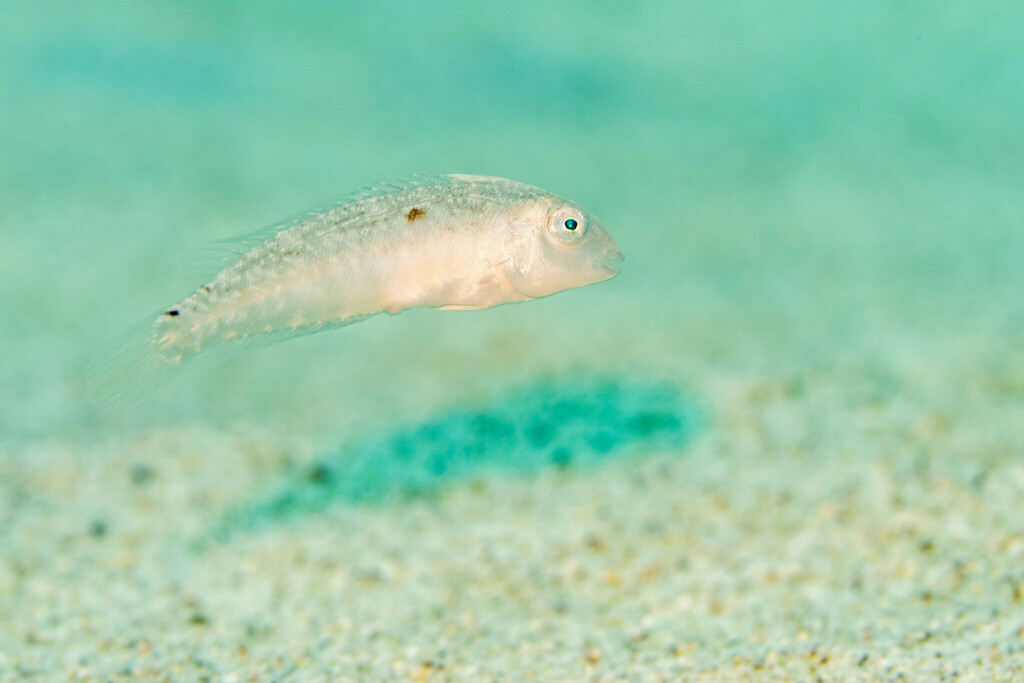 Sharp-headed wrasse