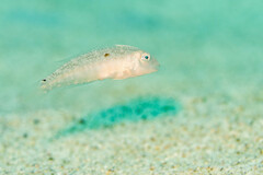 Sharp-Headed Wrasse photo 2