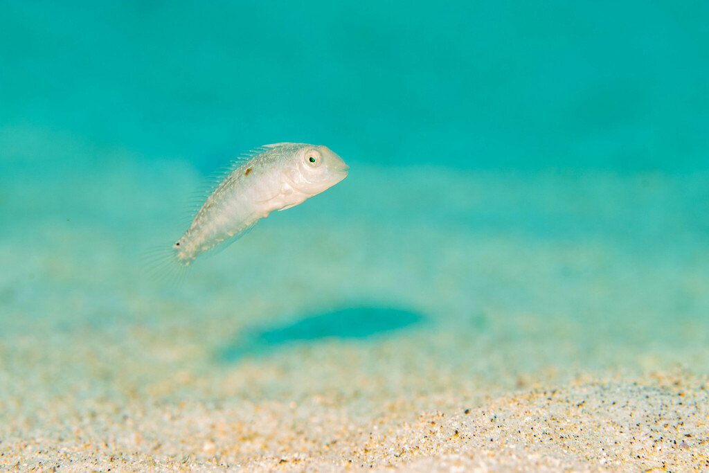 Sharp-headed wrasse