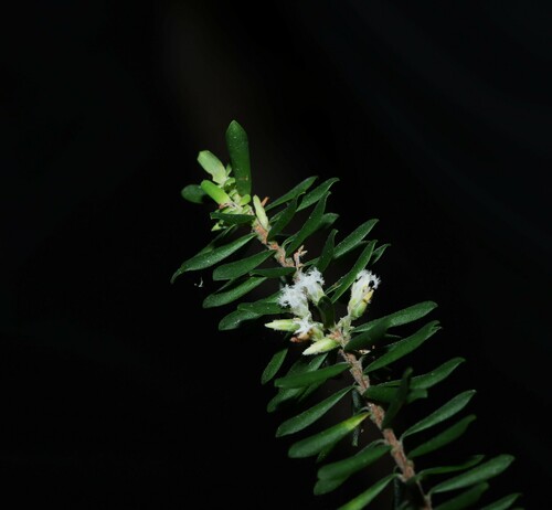 Image of Styphelia margarodes by (c) Greg Tasney, some rights reserved (CC BY-SA)