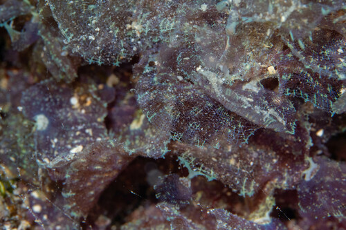 Martensia observed 2024-08-04