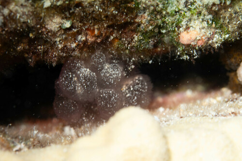 Gibsmithia hawaiiensis observed 2024-08-04
