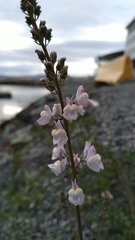 Linaria repens