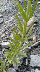 Linaria repens