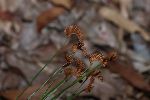 Schizaea bifida (Schizaea bifida)