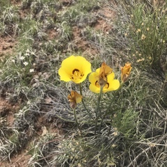 Calochortus aureus