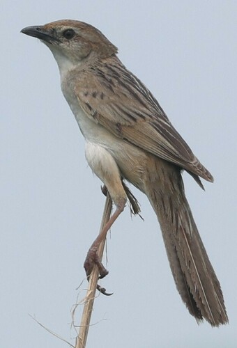 Bristled Grassbird