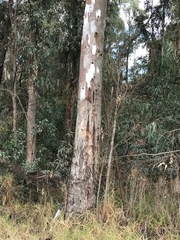 Eucalyptus camaldulensis