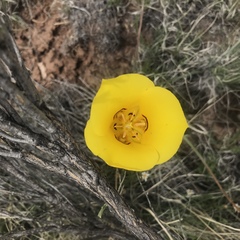 Calochortus aureus