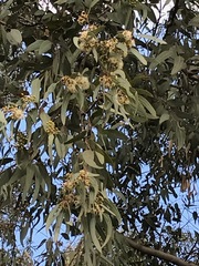 Eucalyptus camaldulensis