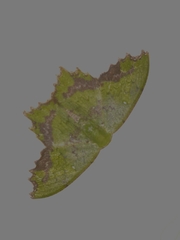 Paramaxates posterecta