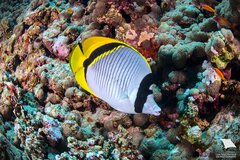 Lined Butterflyfish photo 4