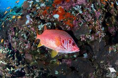 Sabre Squirrelfish photo 4
