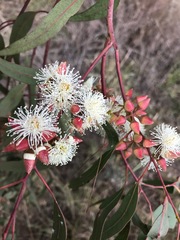 Eucalyptus camaldulensis