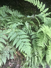 Dryopteris intermedia