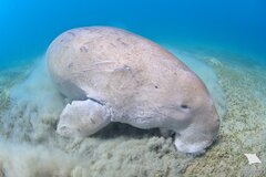 Dugong photo 2