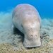 Dugong - Photo (c) Luis P. B., some rights reserved (CC BY-NC), uploaded by Luis P. B.