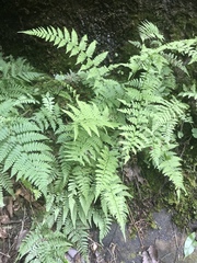Dryopteris intermedia