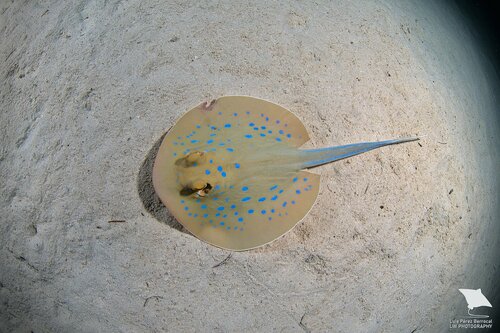 Bluespotted Fantail Ray, photo 4 of 10