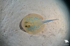 Reef Stingray photo 4