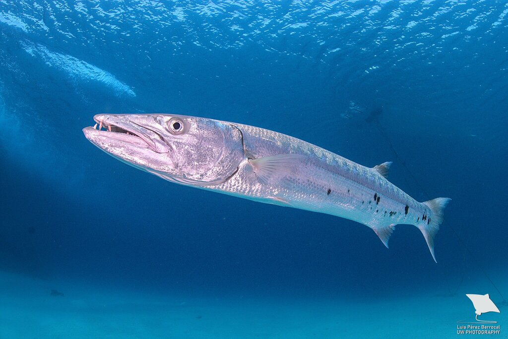 Great Barracuda (Sphyraena barracuda) Marine Life Identification