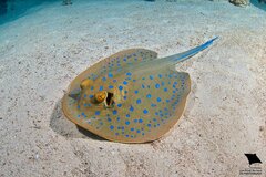 Reef Stingray photo 3