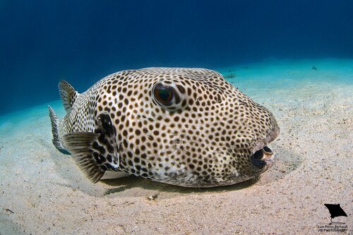 Starry Puffer