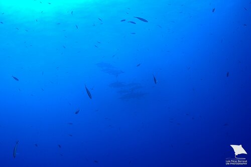 Spinner Dolphin