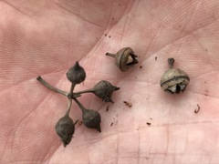 Eucalyptus camaldulensis