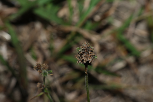 Image of Fuirena ciliaris by (c) Greg Tasney, some rights reserved (CC BY-SA)