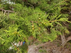 Juniperus turbinata
