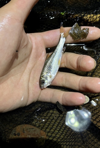 Spiny-rayed scraper carp (Scaphiodonichthys acanthopterus) — Cyprinidae