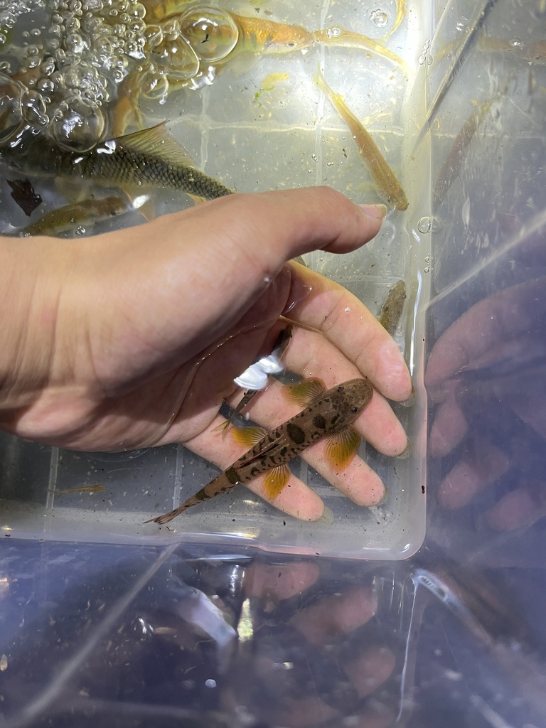 Serrate hillstream loach (Vanmanenia serrilineata) — Balitoridae