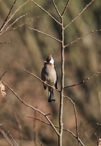White-collared Yuhina