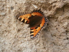 Aglais urticae