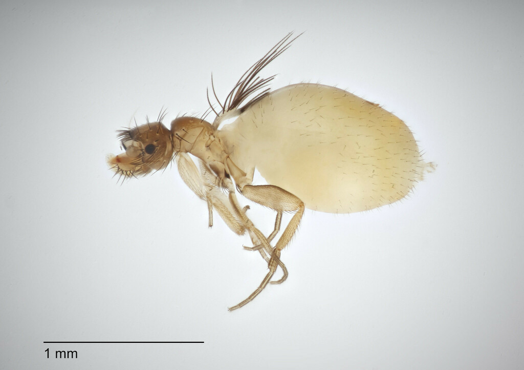 Acontistoptera