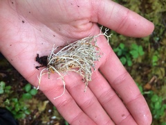 Sphaerophorus globosus