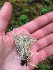 Sphaerophorus globosus