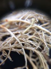 Sphaerophorus globosus