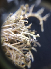 Sphaerophorus globosus