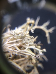 Sphaerophorus globosus