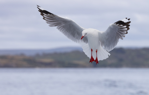 Silver Gull, photo 3 of 7