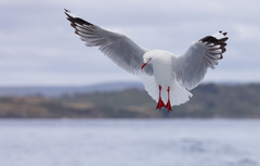 Silver Gull photo 4