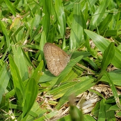 Hermeuptychia isabella