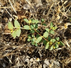 Euphorbia ocellata ocellata