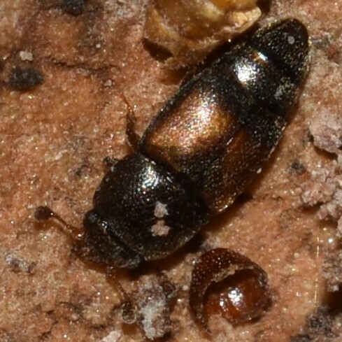 Carpophilus observed 2024-08-04