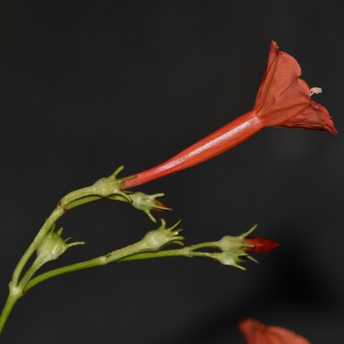 Ipomoea hederifolia observed 2024-08-04
