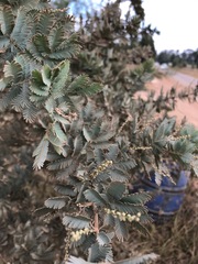Acacia baileyana