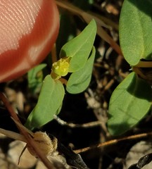 Euphorbia ocellata ocellata
