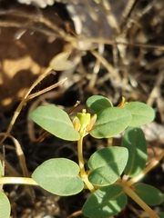 Euphorbia ocellata ocellata